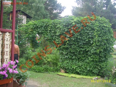 Кто каким фотоаппаратом пользуется? - цветы.JPG