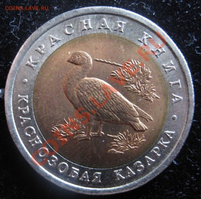 Краснозобая казарка 1992г до 13.09.2012 - IMG_0140.JPG