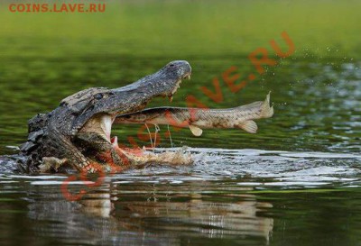 юмор - id_2294809_c1_po_sh_vel