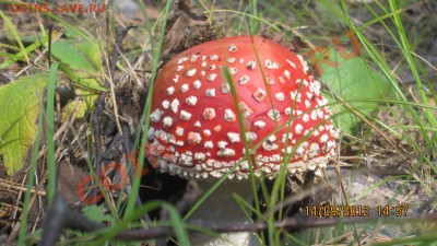 ФОТО - просто фото. Те что получились удачными. - IMG_3608