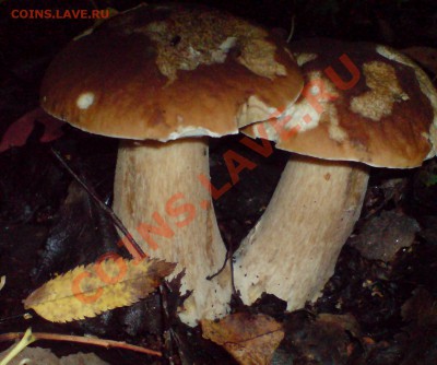 Любители "тихой охоты" есть? Все сюда :) - DSC00005_cr