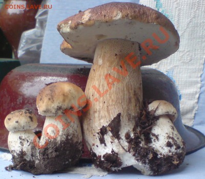 Любители "тихой охоты" есть? Все сюда :) - DSC000024_cr