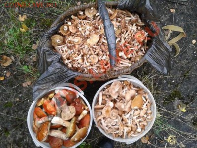 Любители "тихой охоты" есть? Все сюда :) - 2012-09-15 14.51.23.......
