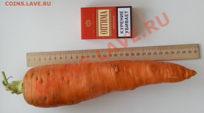 С первым помидором меня! - Копия P9171683.JPG