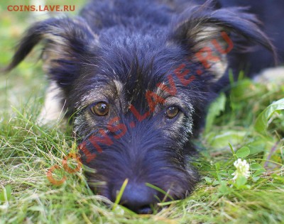 Наши любимые животные! - _MG_2054-4