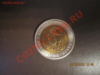 Винторогий козел - IMG_0678.JPG