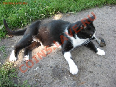Охотница. - IMG_1759.JPG