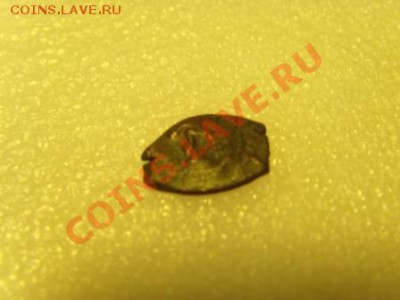 Медная чешуйка - SNV31477.JPG