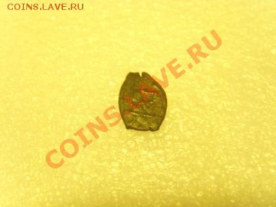 Медная чешуйка - SNV31476.JPG