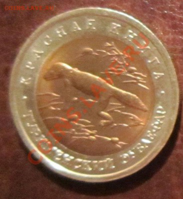 Красная книга. Туркменский эублефар до 21.10 22.00 - eublifar1