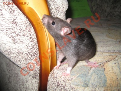 юмор - IMG_3993.JPG