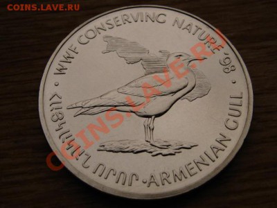 н Выдра и Чайка на оценку - IMG_5551