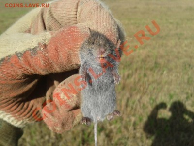 ФОТО - просто фото. Те что получились удачными. - 2012-09-08 16.14.36