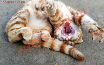 ФОТО - просто фото. Те что получились удачными. - рк2