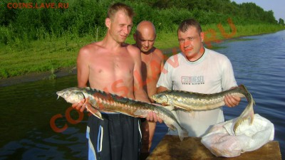СТРАНИЧКА РЫБАКА - DSC01247