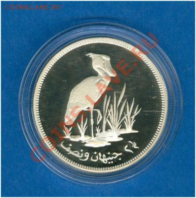 N1 - s2.JPG