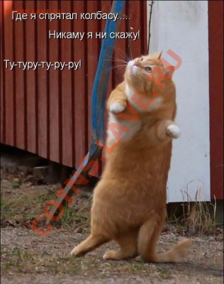 Загатко Ыйнштэйна - кот