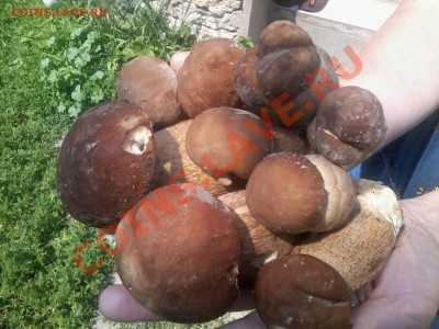 Любители "тихой охоты" есть? Все сюда :) - 2012-06-20 14.56.21