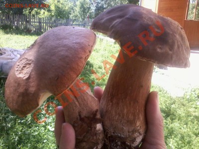 Любители "тихой охоты" есть? Все сюда :) - 2012-06-23 15.45.54