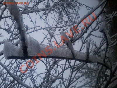 ФОТО - просто фото. Те что получились удачными. - 2012-11-18 11.26.27