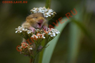 юмор - getImage (3)
