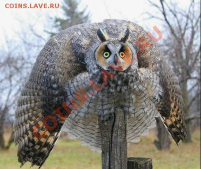 Кто каких зверей любит ? - 1238680587_rryossrrrye3