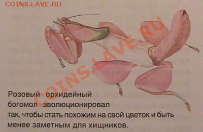 зарядка для мозгов.... - IMG_1478.JPG