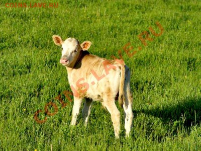 Музыкальный конкурс на разгадывание ребусов! - 56229_original