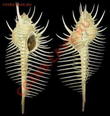 Животные на монетах - Murex_pecten_2