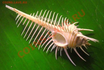 Животные на монетах - 800px-Murex_pecten_shell