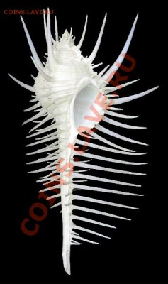 Животные на монетах - Murex_pecten_shell_3
