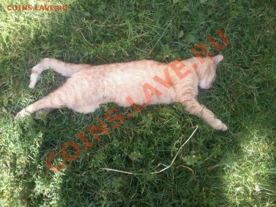 делает - прямо сейчас !!! - 2012-07-06 16.04.07
