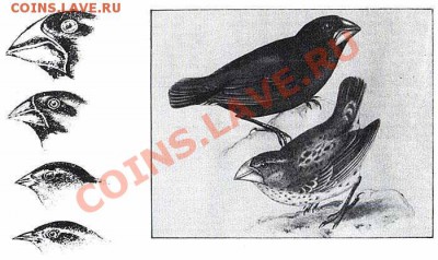 Монеты с Корабликами - Галапагосские вьюрки.JPG