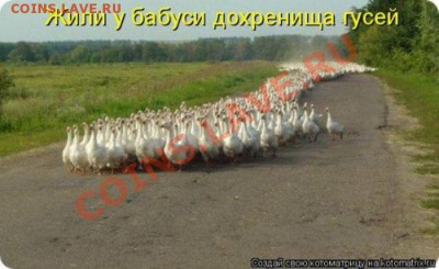 делает - прямо сейчас !!! - гуси