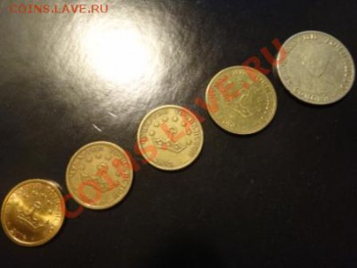 Куплю ходячку Таджикистана - DSC02315.JPG