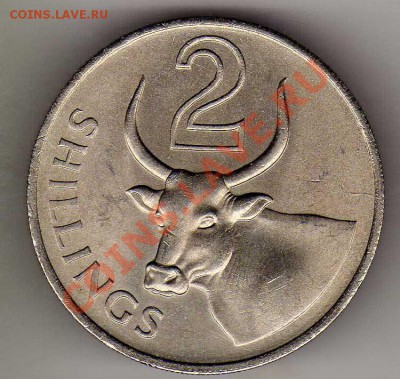 Гамбия 2 шиллинга 1966 Буйвол до 11.02.13 в 22.00мск (4300) - img827