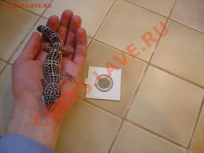 Кто, что думает? Про биметалл 2010...2011 г. - DSC06006.JPG
