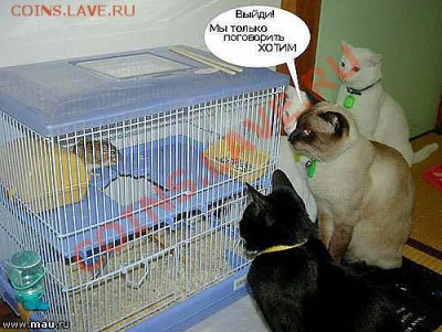 юмор - getImage (4)
