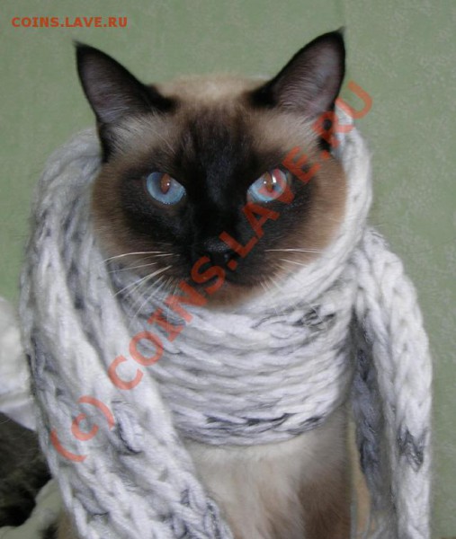 большой кот - бася 1 jpg