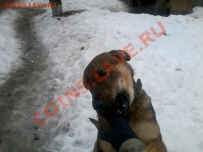 делает - прямо сейчас !!! - 2013-03-01 13.21.49