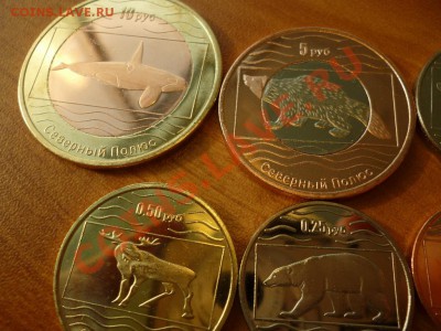 Северный полюс Россия животные 11.03 - P1020331.JPG