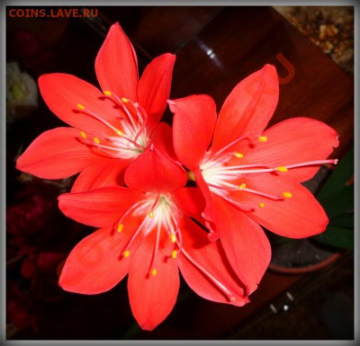 c праздником 8 марта ! - For you