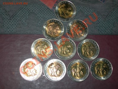 КК Гималайский медведь Оценка - DSCN7231.JPG