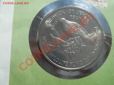 2 ФУНТА ДЖЕРСИ В КОНВЕРТЕ - Сrauze21 515