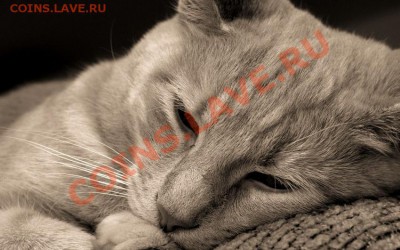 делает - прямо сейчас !!! - 57625