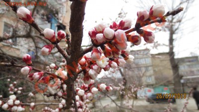 перекличка городов по температуре - IMG_1415.JPG