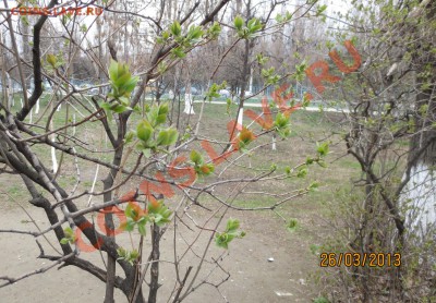 перекличка городов по температуре - IMG_1413.JPG
