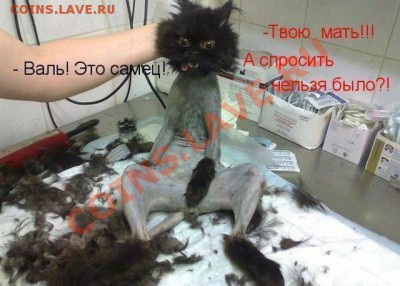 юмор - getImage (4)