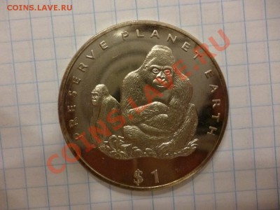 ДК Кроновый размер Либерия Горилла 07.04 - P1020804.JPG