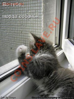 юмор - getImage (7)